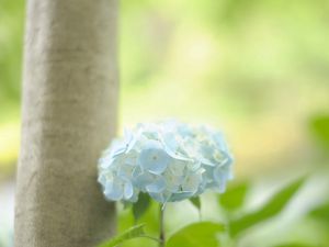 Preview wallpaper hydrangea, leaf, stem, blue, flower, greenery