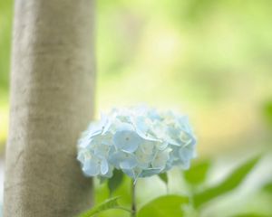 Preview wallpaper hydrangea, leaf, stem, blue, flower, greenery