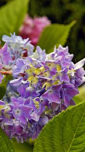Preview wallpaper hydrangea, leaves, petals, flowers, plant, macro
