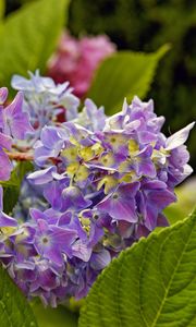 Preview wallpaper hydrangea, leaves, petals, flowers, plant, macro