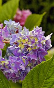 Preview wallpaper hydrangea, leaves, petals, flowers, plant, macro