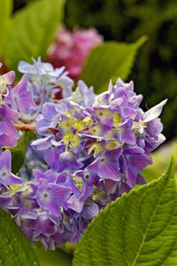 Preview wallpaper hydrangea, leaves, petals, flowers, plant, macro