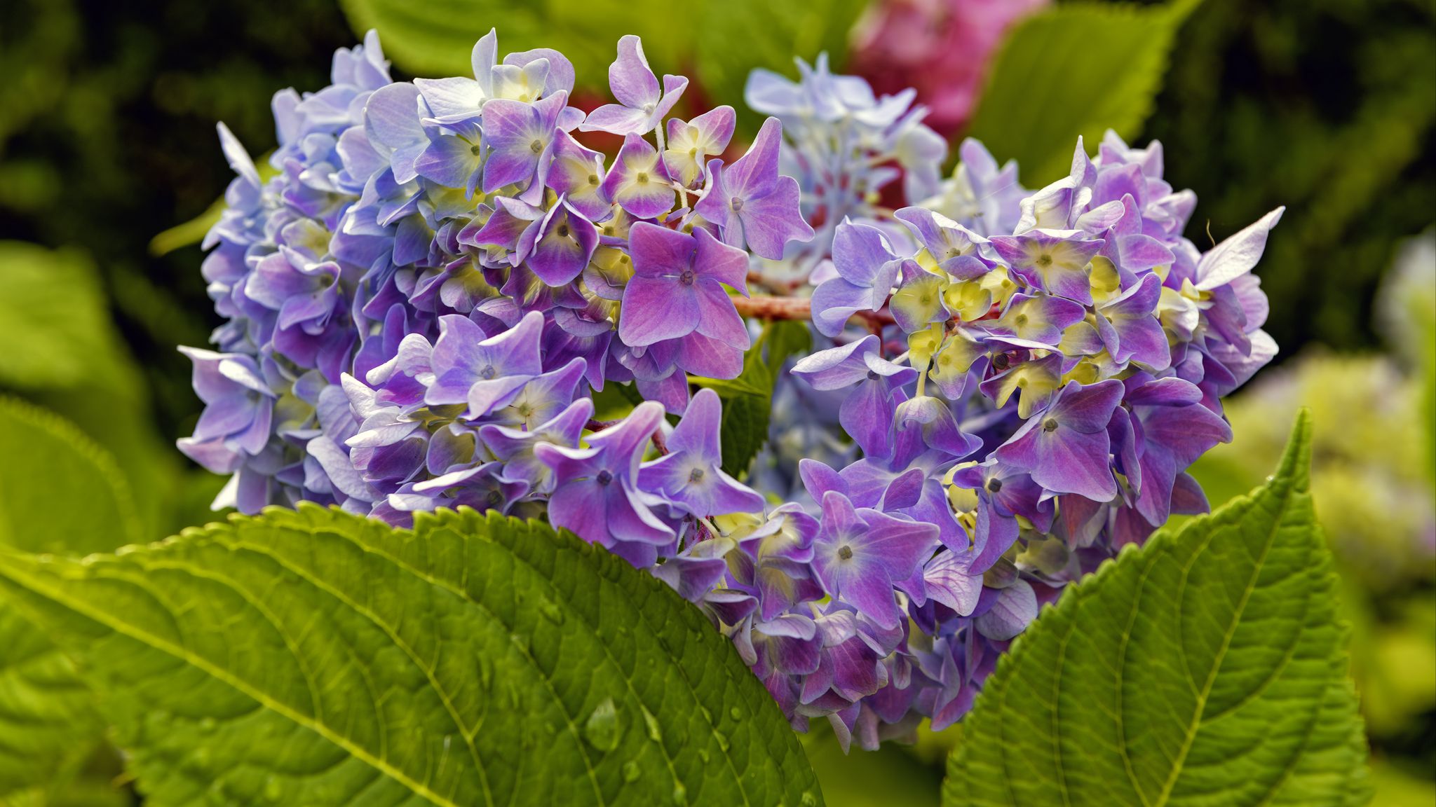 2048x1152 Wallpaper hydrangea, leaves, petals, flowers, plant, macro