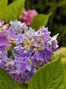 Preview wallpaper hydrangea, leaves, petals, flowers, plant, macro