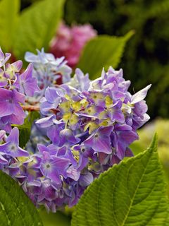 240x320 Wallpaper hydrangea, leaves, petals, flowers, plant, macro