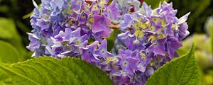 Preview wallpaper hydrangea, leaves, petals, flowers, plant, macro