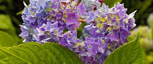 Preview wallpaper hydrangea, leaves, petals, flowers, plant, macro