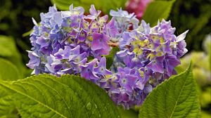 Preview wallpaper hydrangea, leaves, petals, flowers, plant, macro