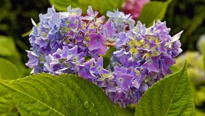Preview wallpaper hydrangea, leaves, petals, flowers, plant, macro