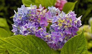 Preview wallpaper hydrangea, leaves, petals, flowers, plant, macro
