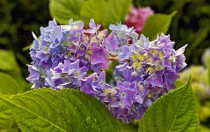 Preview wallpaper hydrangea, leaves, petals, flowers, plant, macro