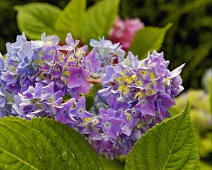 Preview wallpaper hydrangea, leaves, petals, flowers, plant, macro