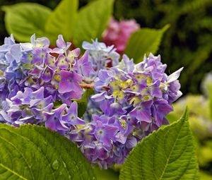 Preview wallpaper hydrangea, leaves, petals, flowers, plant, macro