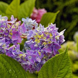 Preview wallpaper hydrangea, leaves, petals, flowers, plant, macro