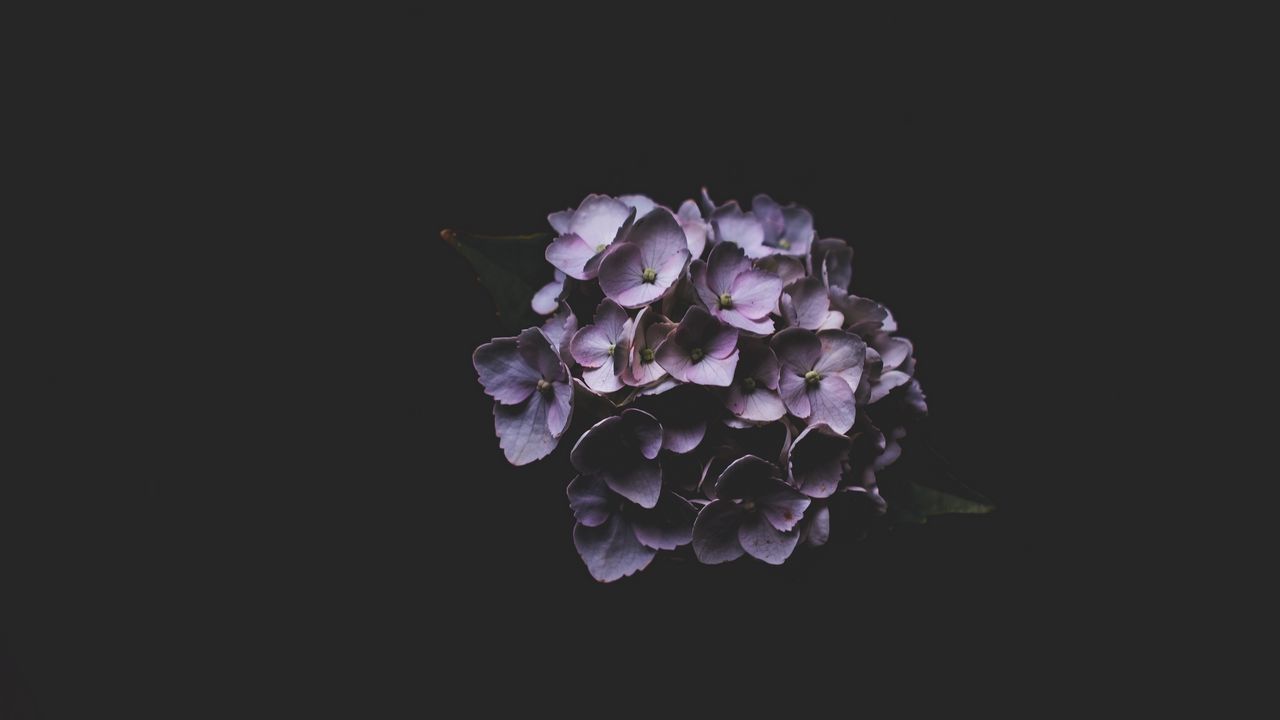 Wallpaper hydrangea, lilac, petals