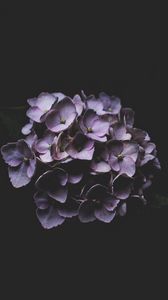 Preview wallpaper hydrangea, lilac, petals