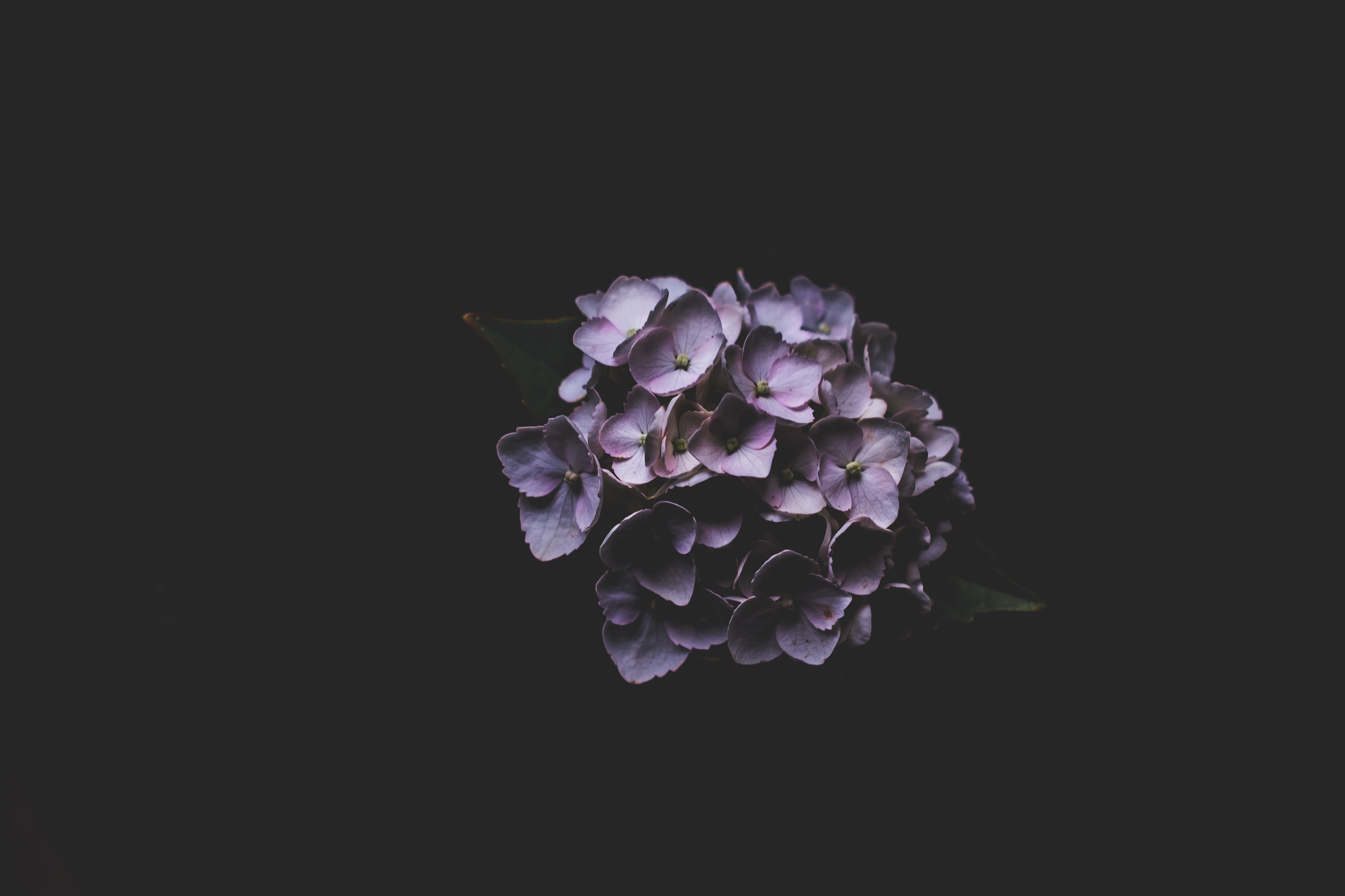 Download wallpaper 4896x3264 hydrangea, lilac, petals hd background