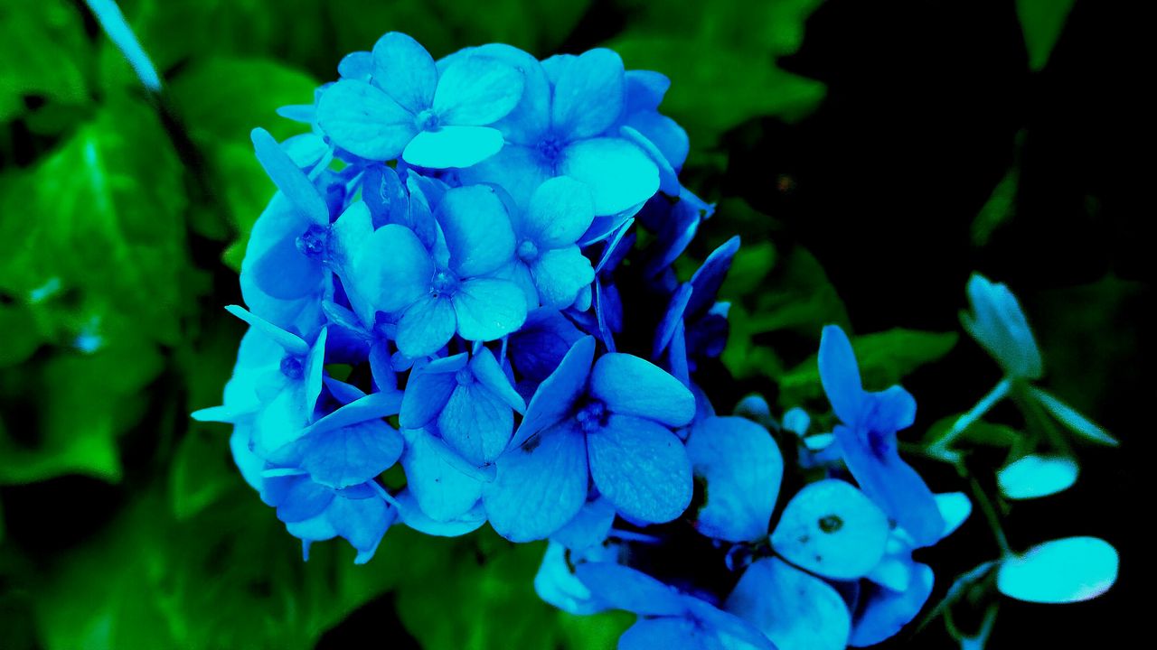 Wallpaper hydrangea, petals, blue, bush