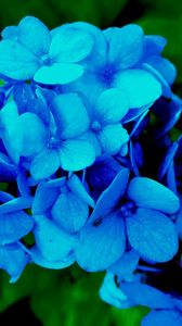 Preview wallpaper hydrangea, petals, blue, bush