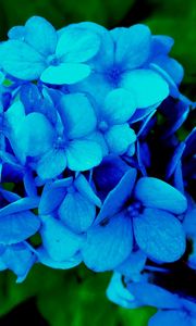 Preview wallpaper hydrangea, petals, blue, bush