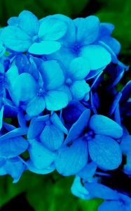 Preview wallpaper hydrangea, petals, blue, bush