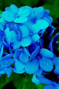 Preview wallpaper hydrangea, petals, blue, bush