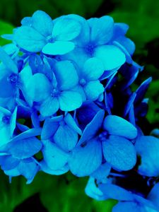 Preview wallpaper hydrangea, petals, blue, bush