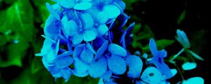 Preview wallpaper hydrangea, petals, blue, bush