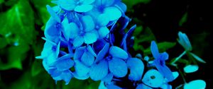 Preview wallpaper hydrangea, petals, blue, bush