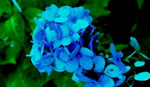 Preview wallpaper hydrangea, petals, blue, bush