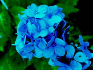 Preview wallpaper hydrangea, petals, blue, bush