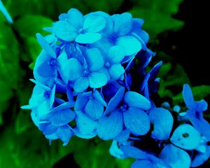 Preview wallpaper hydrangea, petals, blue, bush