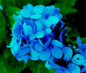 Preview wallpaper hydrangea, petals, blue, bush