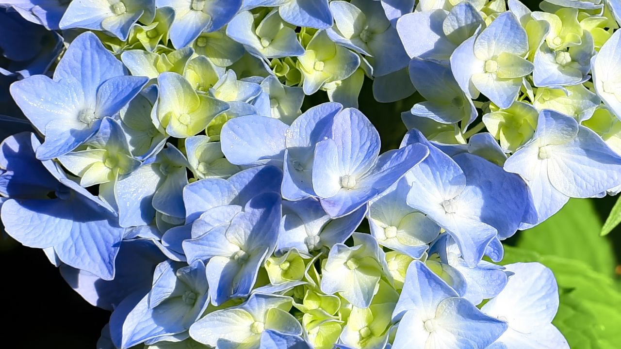 Wallpaper hydrangea, petals, blue, flowers, macro