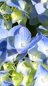 Preview wallpaper hydrangea, petals, blue, flowers, macro