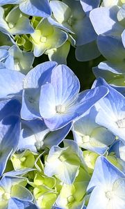 Preview wallpaper hydrangea, petals, blue, flowers, macro