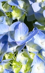 Preview wallpaper hydrangea, petals, blue, flowers, macro