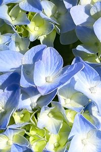 Preview wallpaper hydrangea, petals, blue, flowers, macro