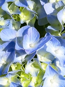 Preview wallpaper hydrangea, petals, blue, flowers, macro