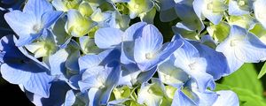 Preview wallpaper hydrangea, petals, blue, flowers, macro