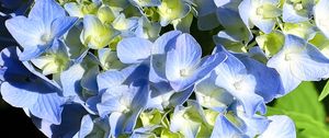 Preview wallpaper hydrangea, petals, blue, flowers, macro