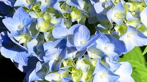 Preview wallpaper hydrangea, petals, blue, flowers, macro