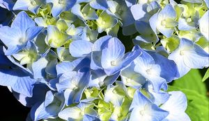 Preview wallpaper hydrangea, petals, blue, flowers, macro