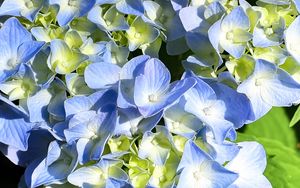 Preview wallpaper hydrangea, petals, blue, flowers, macro