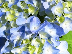 Preview wallpaper hydrangea, petals, blue, flowers, macro