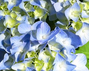 Preview wallpaper hydrangea, petals, blue, flowers, macro