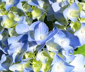 Preview wallpaper hydrangea, petals, blue, flowers, macro