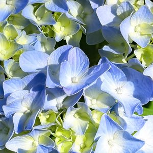 Preview wallpaper hydrangea, petals, blue, flowers, macro