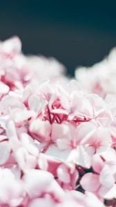 Preview wallpaper hydrangea, petals, close-up