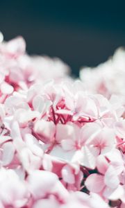 Preview wallpaper hydrangea, petals, close-up